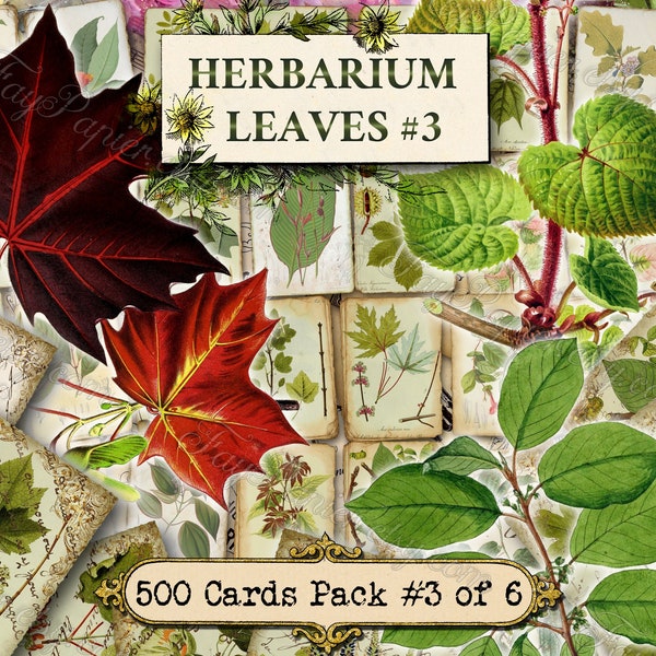 Herbarium Leaves #3 - set of 40 pictures on 500 cards in JPG format with antique illustrations instant digital download for commercial use