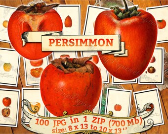 PERSIMMON - Packung mit 100 Vintage hochauflösende Bilder persimon Bilder digitaler Download druckbare Jiro japanische Datum-Pflaume Diospyros