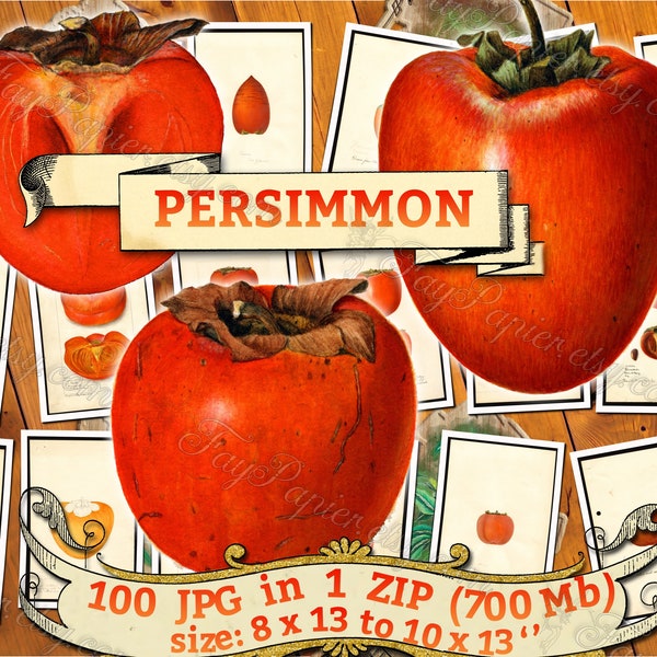 PERSIMMON - pack of 100 vintage  High resolution images persimon pictures digital download printable Jiro Japanese date-plum Diospyros