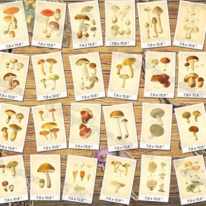 MUSHROOMS 6 pack of 250 vintage high resolution images digital download printable illustration morels fungus boletus milk cup fungi image 9