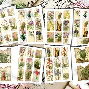 Airplant Tillandsia set of 40 pictures on 500 cards vintage old illustrations for natural junk journal air-plant flowers floral botanical image 6