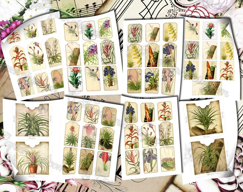 Airplant Tillandsia set of 40 pictures on 500 cards vintage old illustrations for natural junk journal air-plant flowers floral botanical image 6