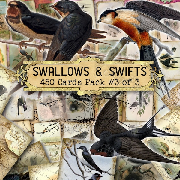 Swallows and Swifts #3 - set of 40 pictures on 450 cards in JPG with antique illustrations instant digital download for commercial use