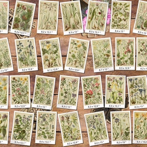 ALPINE PLANTS 3 pack of 150 vintage botanical images flowers of Alps mountains flora native High resolution digital download printable image 2