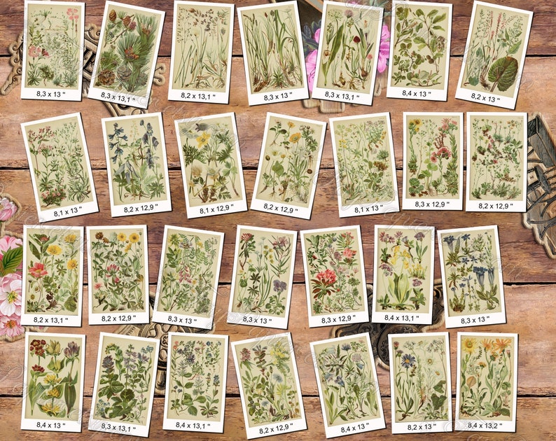 ALPINE PLANTS 3 pack of 150 vintage botanical images flowers of Alps mountains flora native High resolution digital download printable image 2