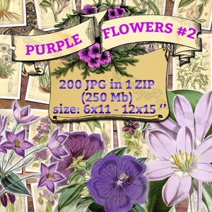 PURPLE FLOWERS 2 pack of 200 vintage large size images pictures violaceous color digital download printable group 300 dpi violet Pleroma image 1