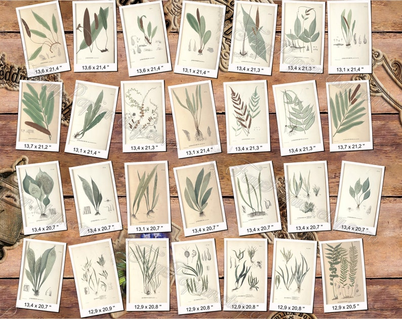 FERNS 7 pack of 150 vintage images botanical High resolution digital download printable 300 dpi Alsophila Acrostichum Polypody image 2