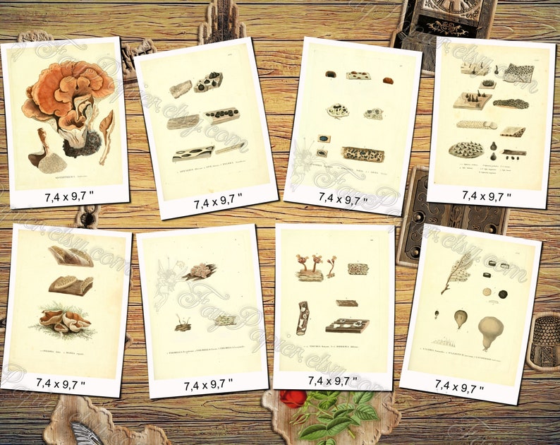 MUSHROOMS 6 pack of 250 vintage high resolution images digital download printable illustration morels fungus boletus milk cup fungi image 6