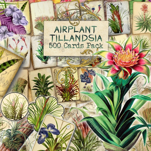 Airplant Tillandsia - set of 40 pictures on 500 cards vintage old illustrations for natural junk journal air-plant flowers floral botanical