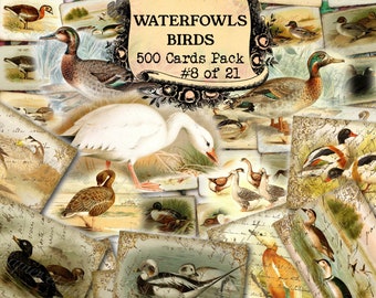 Waterfowls Birds #8 - set of 40 pictures on 500 cards with antique illustrations drawing painting ready art collage high quality clipart