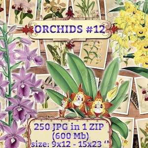 ORCHIDS 12 pack of 250 vintage images botanical pictures High resolution digital download printable Orchidaceae floral bouquet flowers image 1