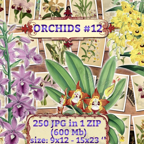 ORCHIDS #12 - pack of 250 vintage images botanical pictures High resolution digital download printable Orchidaceae floral bouquet flowers