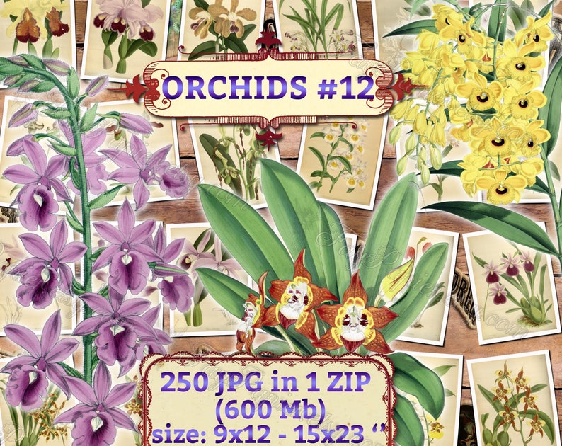 ORCHIDS 12 pack of 250 vintage images botanical pictures High resolution digital download printable Orchidaceae floral bouquet flowers image 1