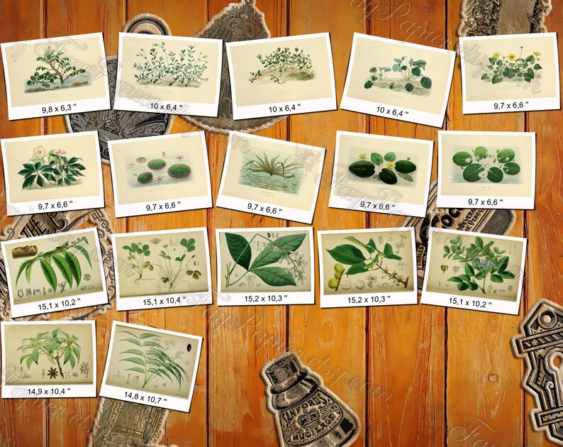 MEDICINAL HERBS 1 pack of 1100 vintage large size images flower useful medicinal flora native botanical High resolution digital printable image 2