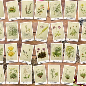 ALPINE PLANTS 3 pack of 150 vintage botanical images flowers of Alps mountains flora native High resolution digital download printable image 6