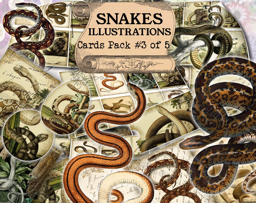 Snakes Illustrations 3 Set of 40 Pictures on 450 Cards With Antique ...