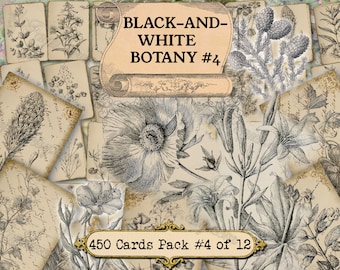 Black-and-white Botany #4 - set of 40 pictures on 450 cards with antique illustrations instant digital download for commercial use sketch