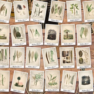 PLANTS 81 pack of 300 vintage images botanical high resolution digital download printable herbarium flowers herb plants leaves cones image 3