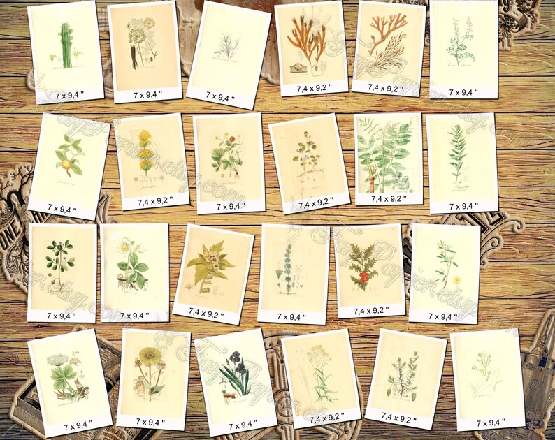 PLANTS 8 pack of 250 vintage botanical pictures High resolution digital download printable medusahead rabbitsfoot Prunus fruits berry image 9