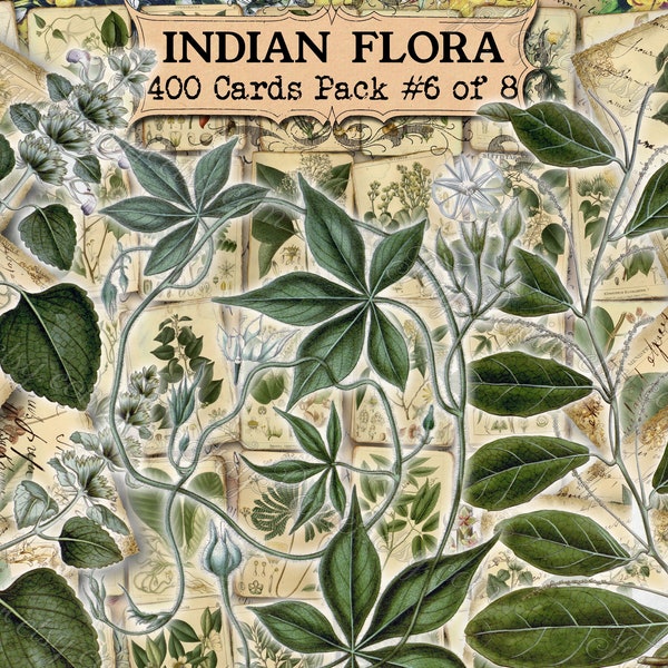 Indian Flora #6 - set of 40 pictures on 400 cards vintage old illustrations inserts floral botanical plants flowers botany India Asia nature