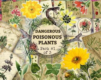 Dangerous Poisonous Plants #1 - set of 40 pictures on 550 cards in JPG with antique illustrations digital download for commercial use floral