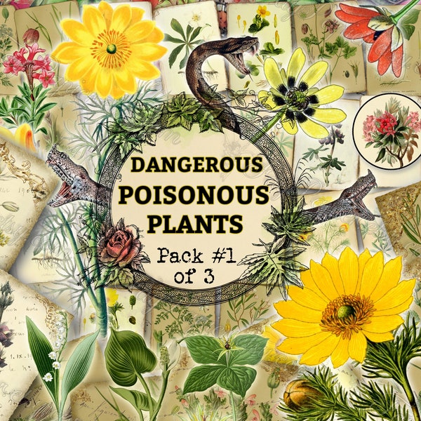 Dangerous Poisonous Plants #1 - set of 40 pictures on 550 cards in JPG with antique illustrations digital download for commercial use floral