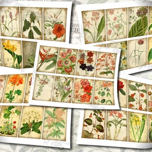 Garden Flora Journal 2 set of 200 ATC cards in JPG format with antique illustrations ophris sedum orchis miltonia lilium hepotica tydaea image 7