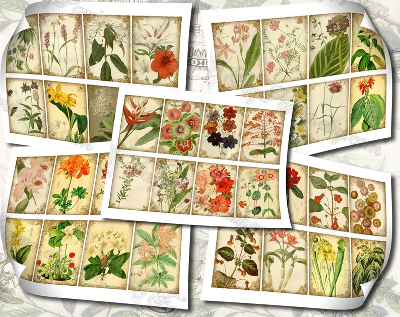 Garden Flora Journal 2 set of 200 ATC cards in JPG format with antique illustrations ophris sedum orchis miltonia lilium hepotica tydaea image 7