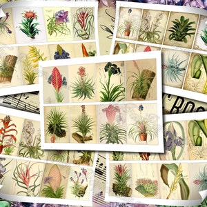 Airplant Tillandsia set of 40 pictures on 500 cards vintage old illustrations for natural junk journal air-plant flowers floral botanical image 2