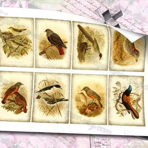Birds of Madagascar by Keulemans 3 set of 200 ATC cards in JPG format with antique illustrations instant download for commercial use image 2