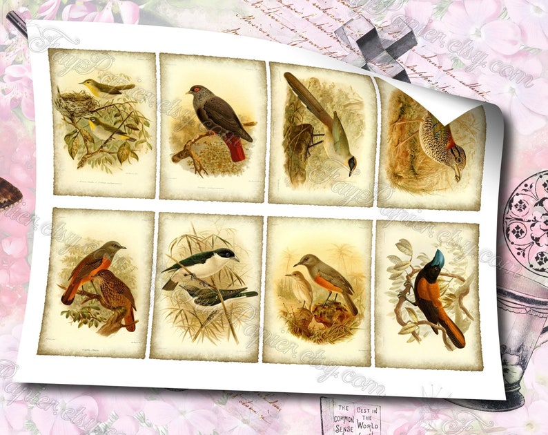 Birds of Madagascar by Keulemans 3 set of 200 ATC cards in JPG format with antique illustrations instant download for commercial use image 2