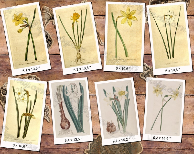 NARCISSUS 1 pakket van 80 vintage hoge resolutie afbeeldingen botanische narcissen Jonquille narcissen foto digitale download afdrukbare 300 dpi afbeelding 5