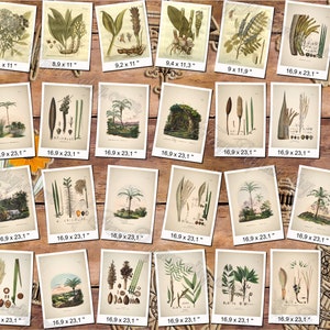 PLANTS 81 pack of 300 vintage images botanical high resolution digital download printable herbarium flowers herb plants leaves cones image 2