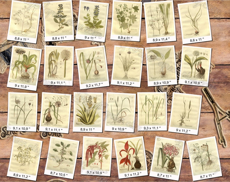 PLANTS 81 pack of 300 vintage images botanical high resolution digital download printable herbarium flowers herb plants leaves cones image 9