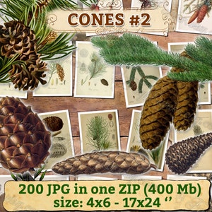 CONES 2 pack of 200 high resolution images Seed Spruce Fir Pine botanical branch Pinecone digital download printable print for Christmas image 1