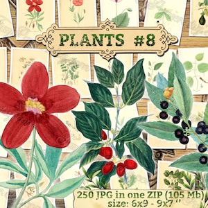 PLANTS 8 pack of 250 vintage botanical pictures High resolution digital download printable medusahead rabbitsfoot Prunus fruits berry image 1