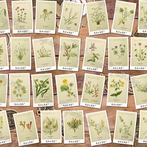 ALPINE PLANTS 3 pack of 150 vintage botanical images flowers of Alps mountains flora native High resolution digital download printable image 5