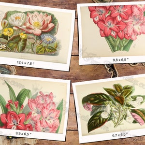 FLOWERS 1 pack of 200 vintage big sie images botanical pictures High resolution digital download printable illustrations floral bouquet image 10