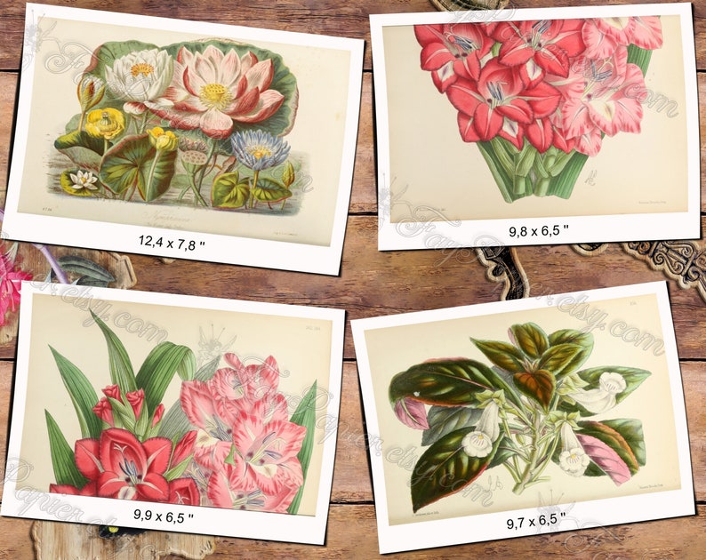 FLOWERS 1 pack of 200 vintage big sie images botanical pictures High resolution digital download printable illustrations floral bouquet image 10