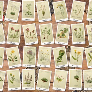 ALPINE PLANTS 3 pack of 150 vintage botanical images flowers of Alps mountains flora native High resolution digital download printable image 7