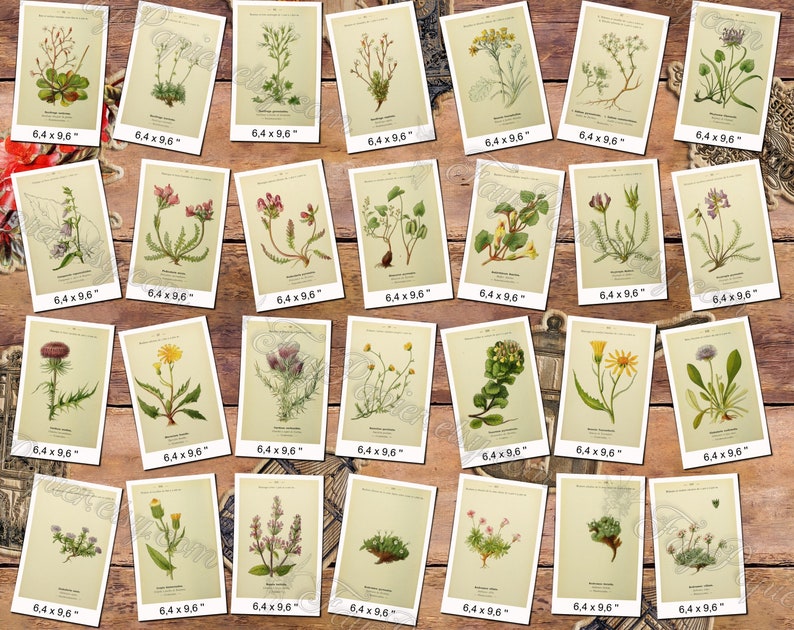 ALPINE PLANTS 3 pack of 150 vintage botanical images flowers of Alps mountains flora native High resolution digital download printable image 7