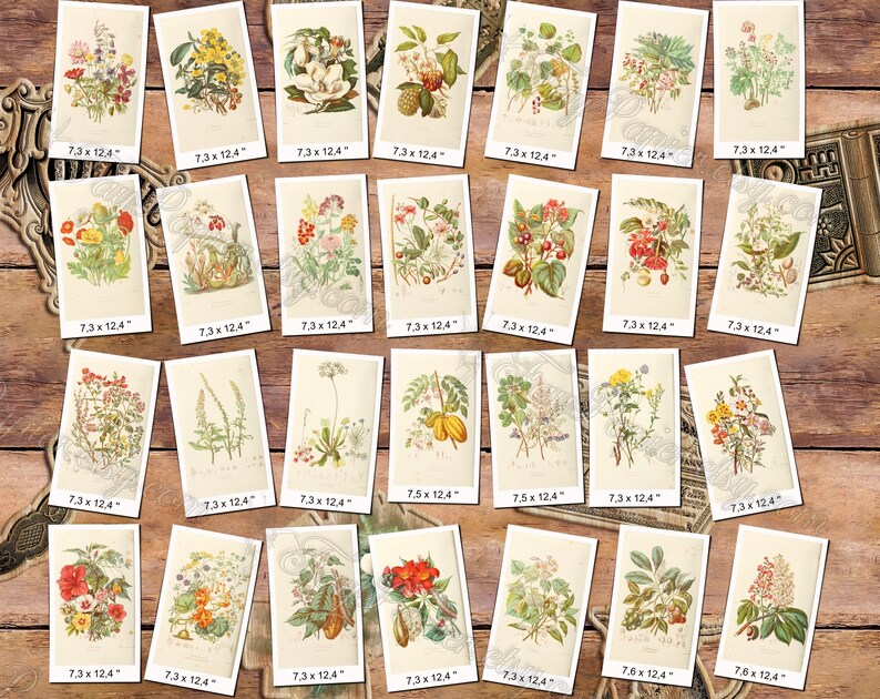 FLOWERS 1 pack of 200 vintage big sie images botanical pictures High resolution digital download printable illustrations floral bouquet image 2