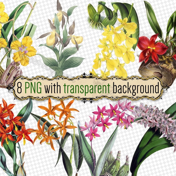 PNG FLOWERS Orchids - set of 8 files in png format with transparent background jpg digital download Oncidium Sophronitis Epidendrum Laelia