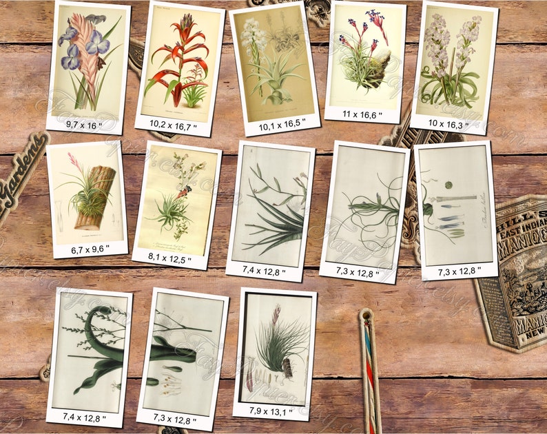 TILLANDSIA 1 pack of 100 vintage large size images botanical high resolution picture digital download printable Air plant Wallisia image 6