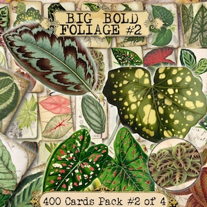 Big Bold Foliage 2 set of 40 pictures on 400 cards vintage design old illustrations inserts for natural junk journal collage clip art image 1