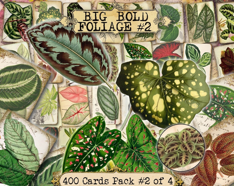 Big Bold Foliage 2 set of 40 pictures on 400 cards vintage design old illustrations inserts for natural junk journal collage clip art image 1