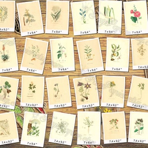 PLANTS 8 pack of 250 vintage botanical pictures High resolution digital download printable medusahead rabbitsfoot Prunus fruits berry image 6
