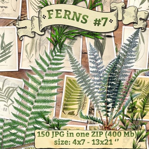 FERNS 7 pack of 150 vintage images botanical High resolution digital download printable 300 dpi Alsophila Acrostichum Polypody image 1