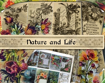 Nature and Life - set of 24 old illustrations from vintage book pictures images pages 8.5x11 digital papers print sheets cards for journal