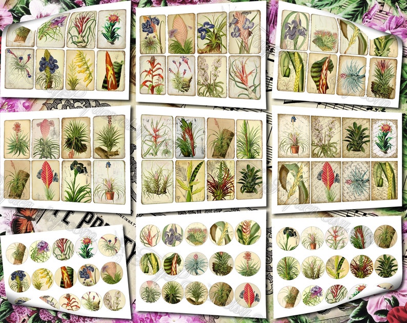 Airplant Tillandsia set of 40 pictures on 500 cards vintage old illustrations for natural junk journal air-plant flowers floral botanical image 7